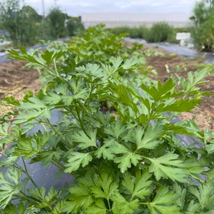 フレッシュハーブ　有機JAS認証　イタリアンパセリ