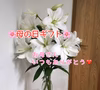 【母の日ギフト】✨人気の純白ユリ✨オリエンタルユリのおまかせセット