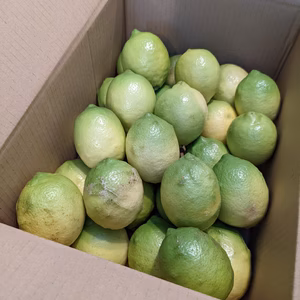 岩城島レモン（栽培期間中農薬・化学肥料不使用)