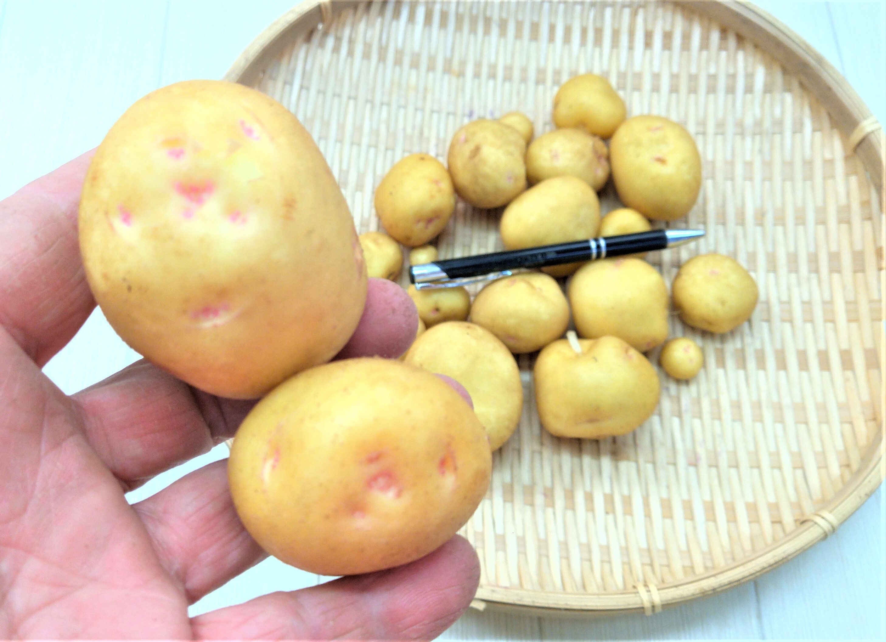 Usaponさん専用　自然農　べにはるか8㌔　キタアカリ1㌔ 自然栽培〈べにはるか〉大分県産さつまいも サイズ混合2kg：大分