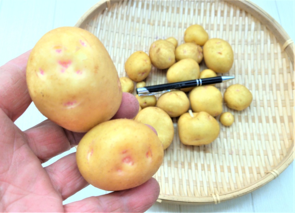 男爵芋より美味しい北あかり 栽培期間中農薬不使用｜じゃがいも