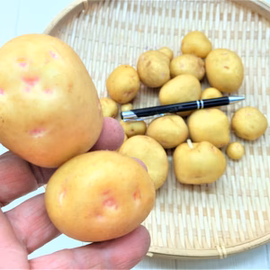 農薬不使用（無農薬）栽培　男爵芋より美味しい北あかり