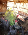 春の多産期‼️【淡路島でのびのび育った健康鶏の平飼いたまご】