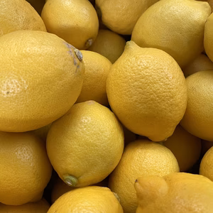 鉢植え栽培のレモン