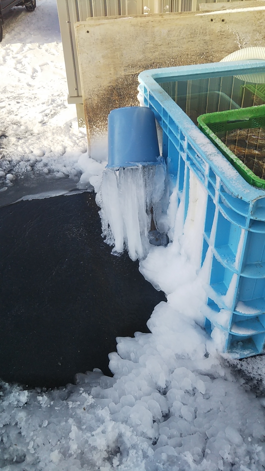 キャベツめっちゃ大きくなってる????2月上旬の生産現場から | 農家漁師から産地直送の通販 ポケットマルシェ キャベツめっちゃ大きくなってる????2月上旬の生産現場から | 農家漁師から産地直送の通販 ポケットマルシェ