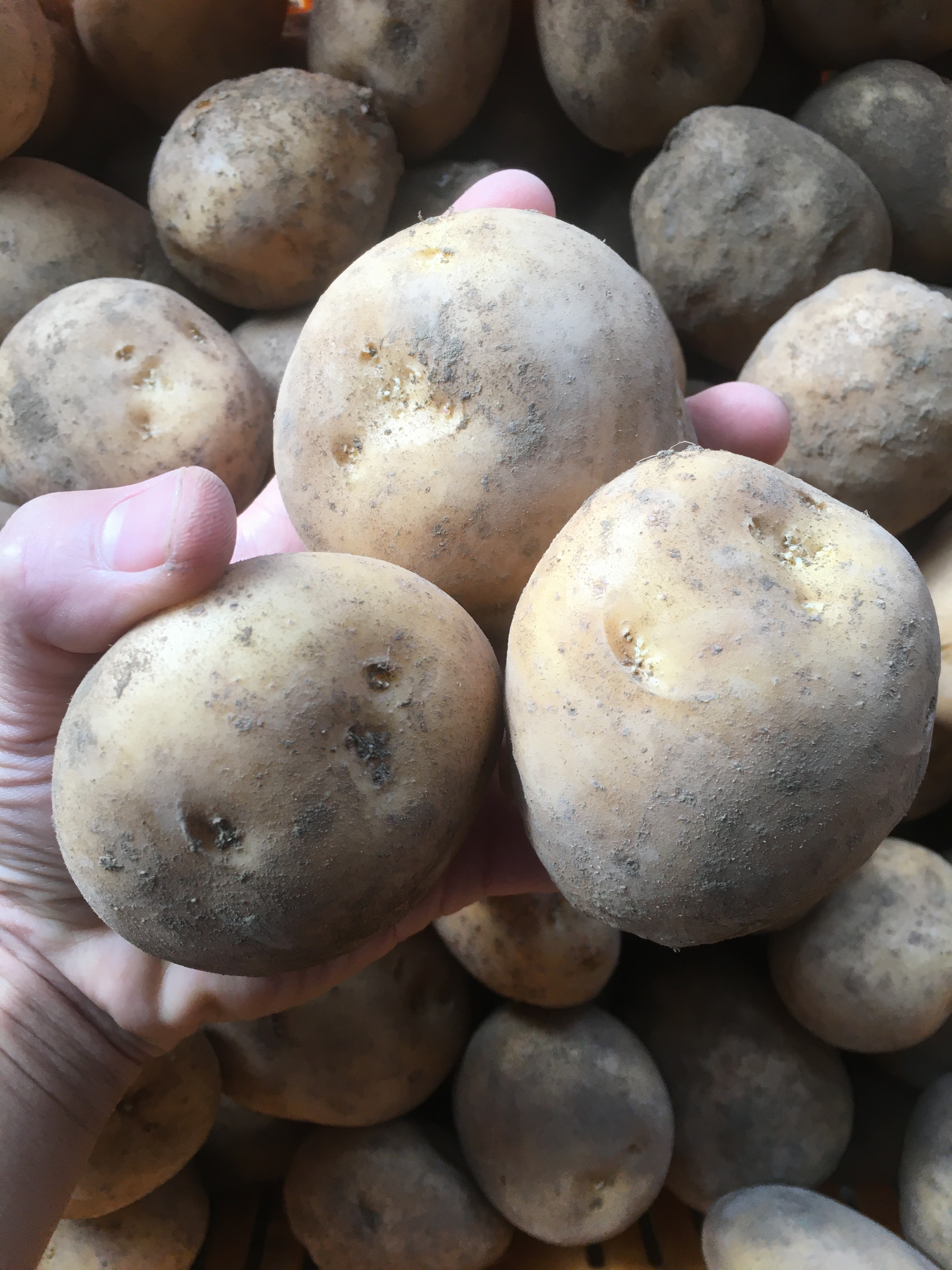 ナッツ 長崎黄金 25kg ナッツ 長崎黄金 25kg 楽天市場】ながさき黄金 種芋の通販