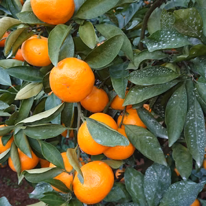 シーズン終盤！長崎西海市横瀬産山本早生みかん 家庭用