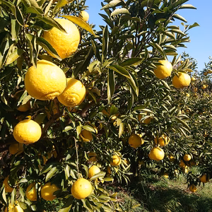 【ギャップが魅力】“はるか”(ご家庭)#農カード付き