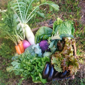 【期間限定】秋冬野菜セット(8品)