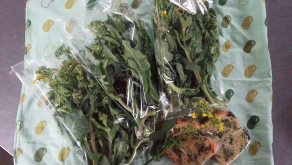 今だけ　天然菜花とケークサレ　セット