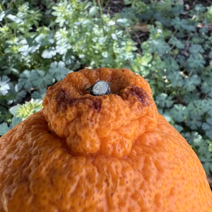 【訳あり商品】傷ついてしまったデコ太郎(不知火)