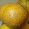【減農薬栽培】ネオニコ農薬不使用バレンシアオレンジ