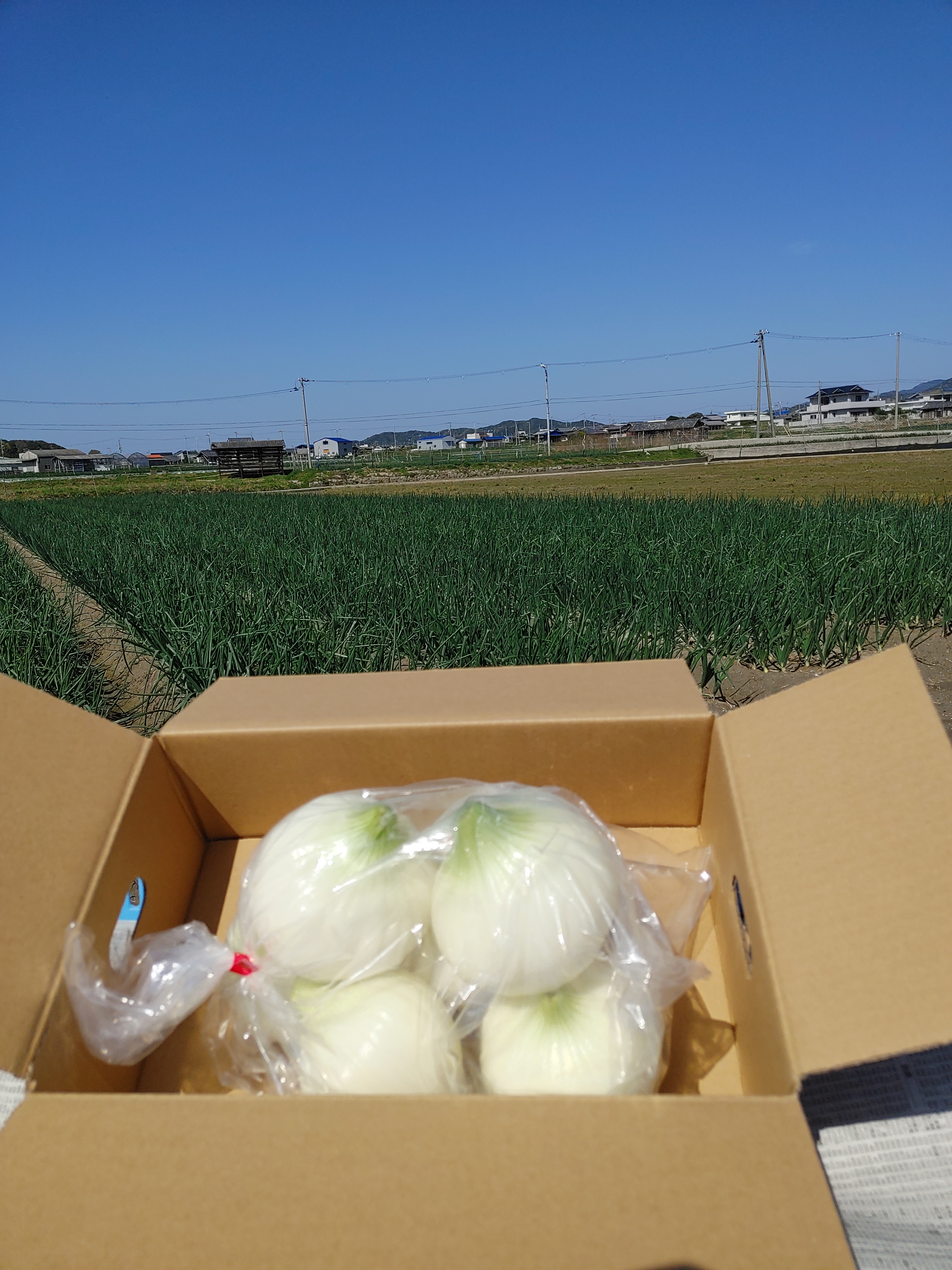 大好評、地層が違う淡路島、むき玉ねぎ七宝早生 むき玉ねぎ七宝10キロ