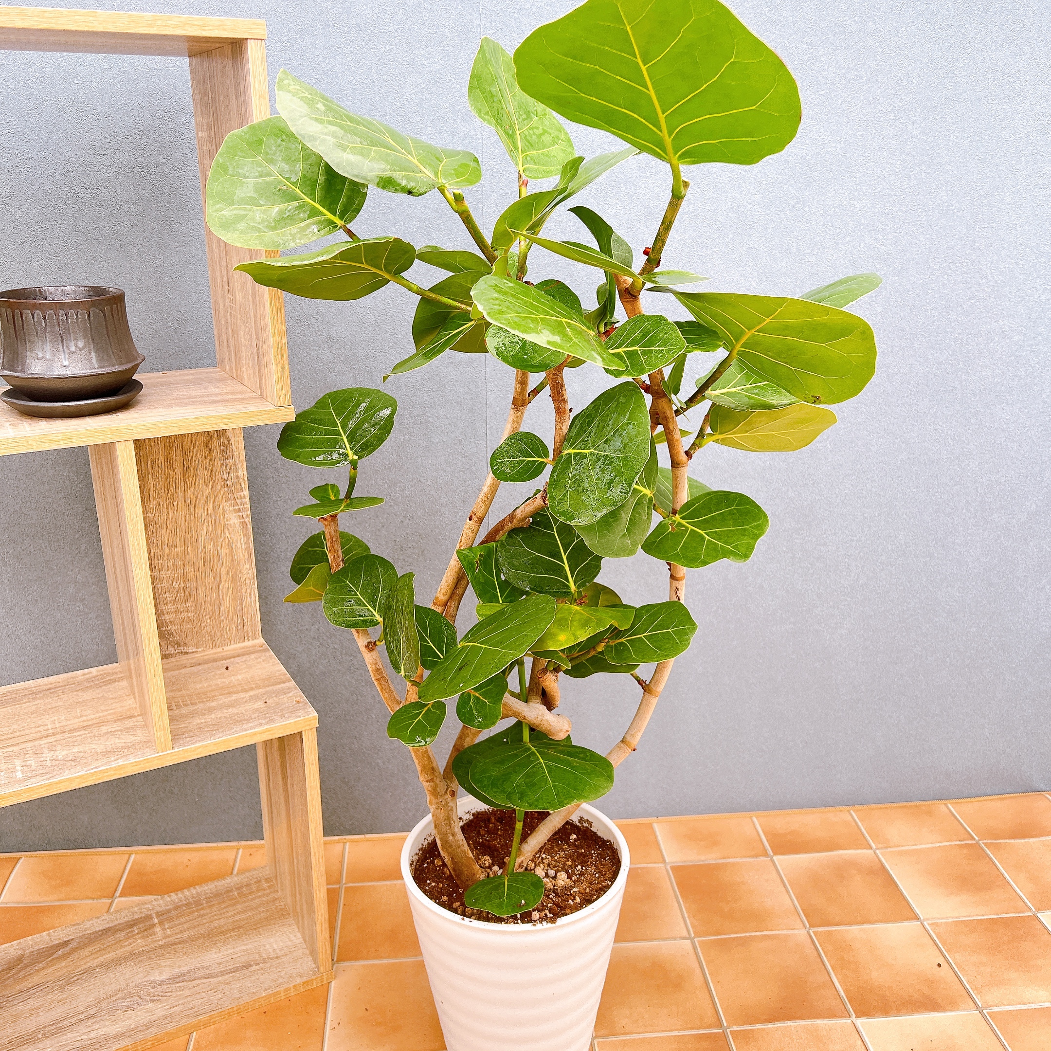 現品　海葡萄　シーグレープ　曲がり　2番　観葉植物　希少　インテリアグリーン 在庫販売】 海葡萄 シーグレープ 曲がり 観葉植物 希少 インテリア