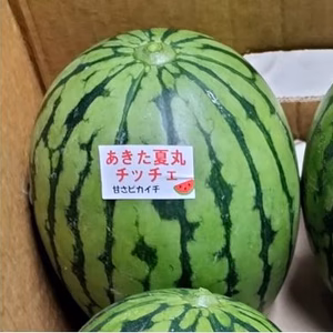 甘い！うまい！可愛い小玉スイカ！残暑・お彼岸向け＜１個＞
