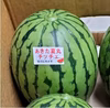 甘い！うまい！可愛い小玉スイカ！残暑・お彼岸向け＜１個＞