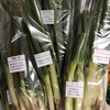 【食べ比べ】長ネギ4品種セット　4kg  茨城県産