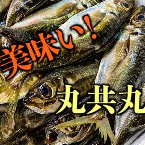 【お買い得】アジ　おすすめ！！！！！秋田県産