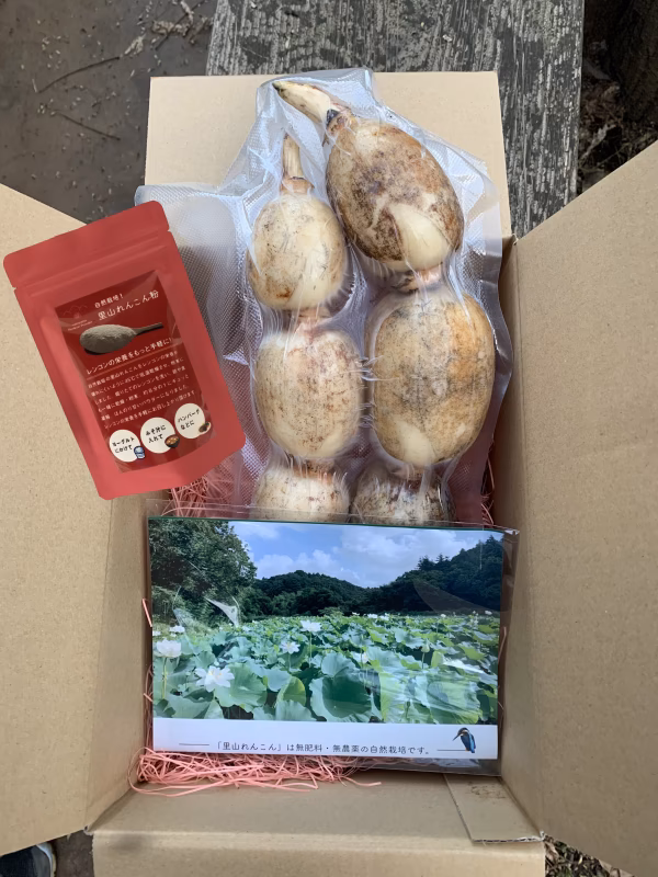 無農薬、無施肥の自然栽培の里山れんこんとれんこんパウダーのセット