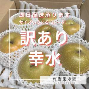 【食べごたえ抜群！】石川県産「加賀梨」サイズいろいろ！訳あり幸水