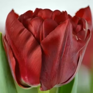 【チューリップ】スカーレットベロナ赤　八重咲き１０本