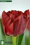 【チューリップ】スカーレットベロナ赤　八重咲き１０本