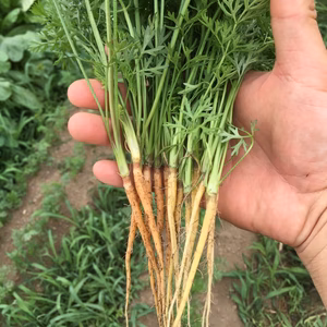 【間引き菜 人参】ちっちゃくてもちゃんと人参セット（100g × 5袋）