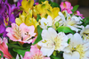 アルストロメリアの花束　15本