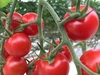 ☆共同購入に…お勧め‼︎《美トマト(赤)×2箱》くす美トマト農園