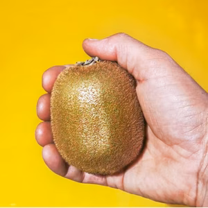 平均１４０ｇ超 　大玉グリーンキウイ（ヘイワード）