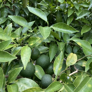 【すだち】3kg‼️無消毒、農薬・化学肥料不使用、ノーワックス