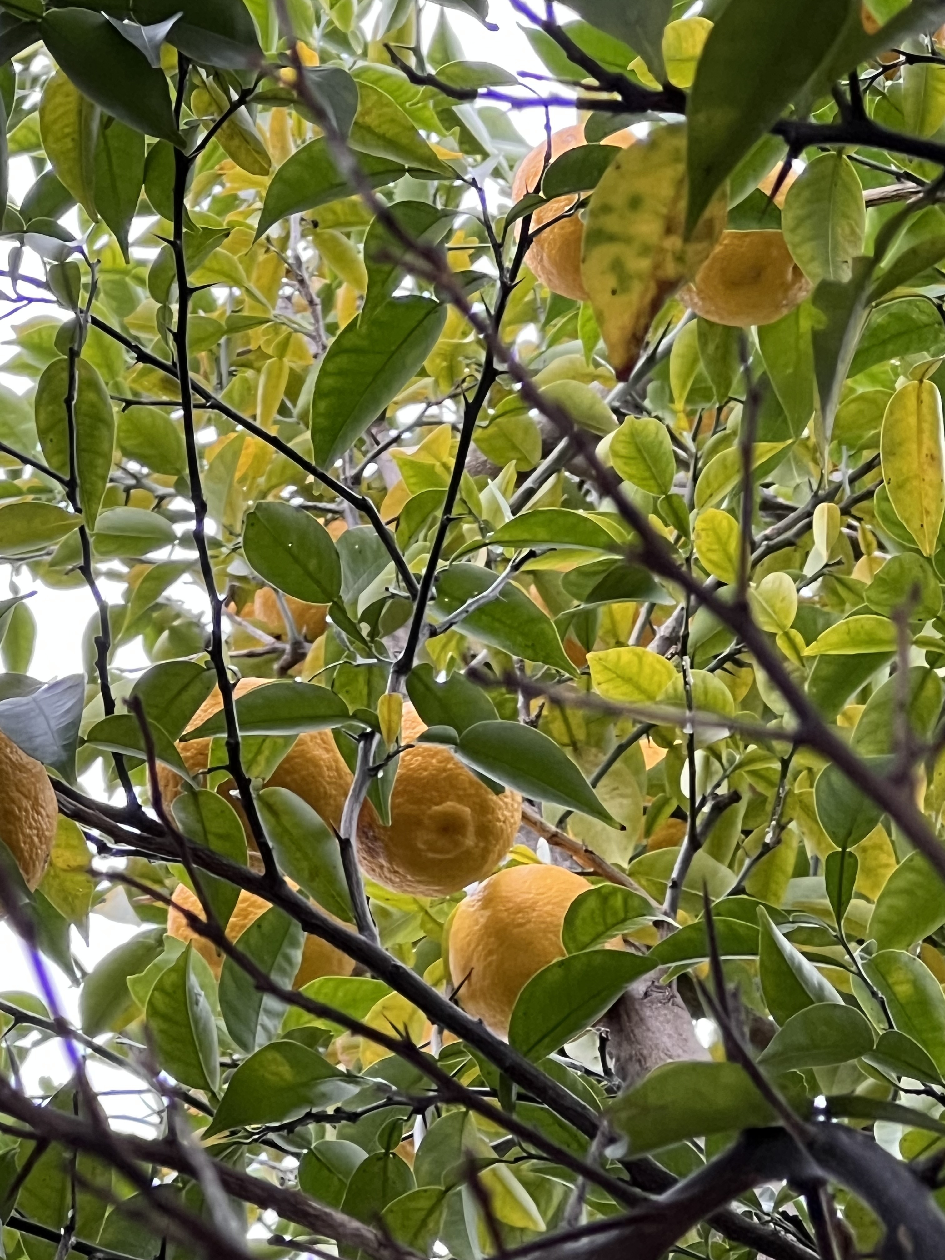 除草剤なし無肥料無農薬、自然農法の実生本柚子❗｜香酸柑橘類（ゆず