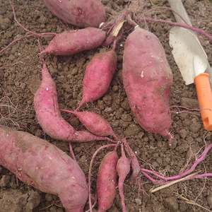 サツマイモといえば【紅あずま】大小サイズ込