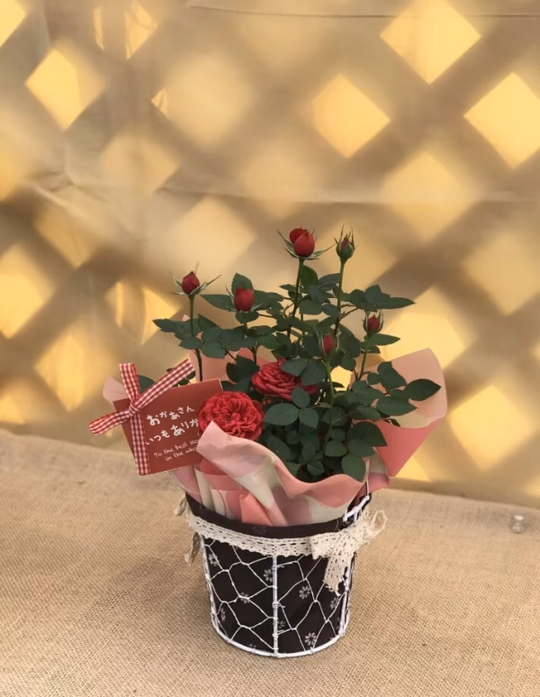 【母の日ギフト　遅れてごめんね】コルダーナローズ4号バスケット植え