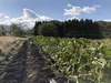 【新潟の山奥の里芋】1.8kg～#栽培期間中農薬化肥なし