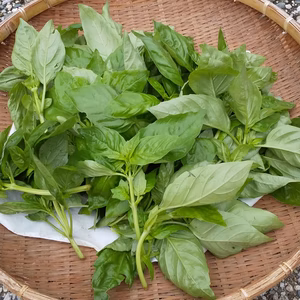 【飲食店さん歓迎！】土作りに拘ったバジル500g