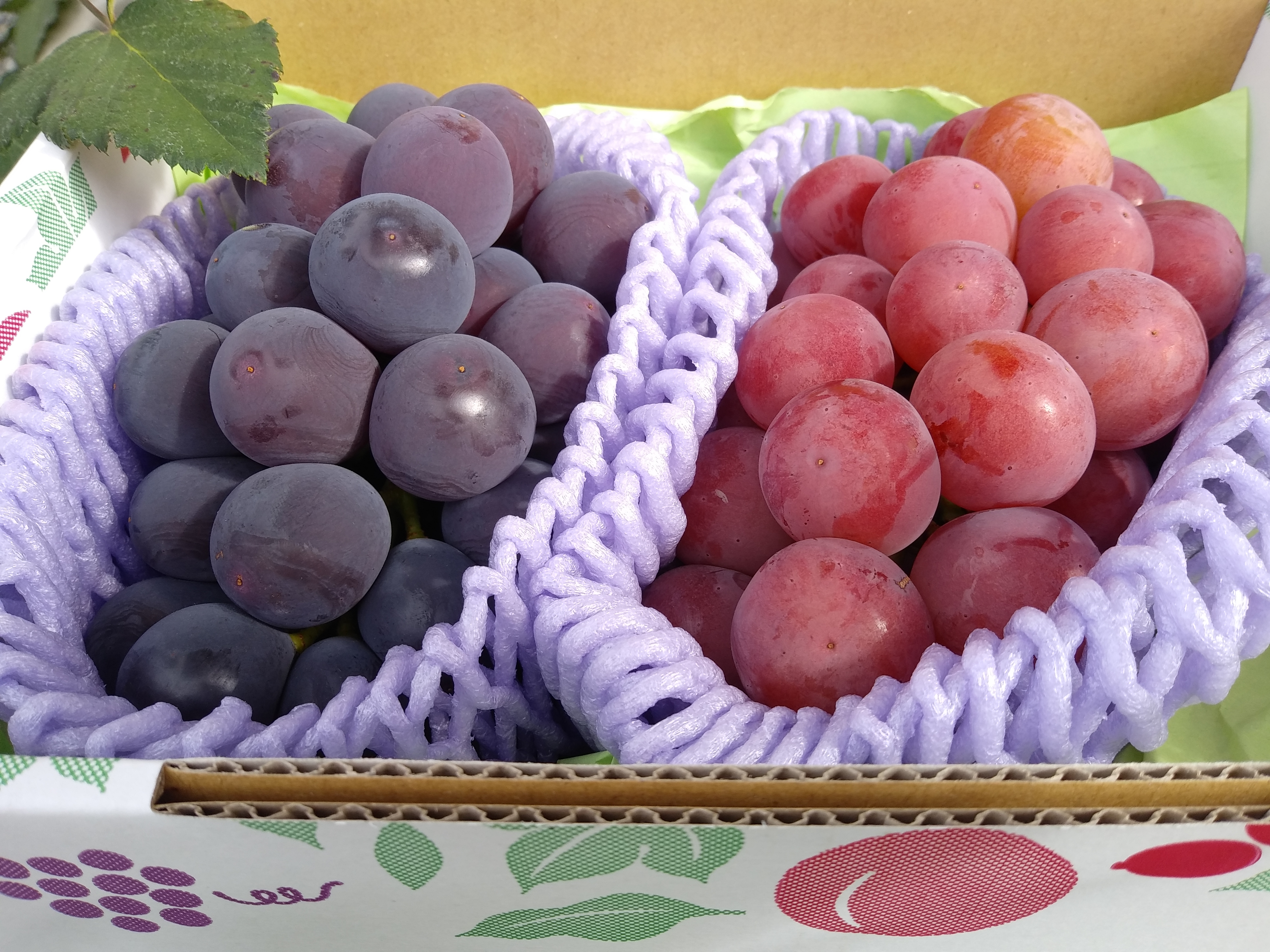 1⃣0️⃣ 山梨県産 種無しゴルビー【悟紅玉】秀品１１房 箱込み5.7キロ 1⃣0️⃣ 山梨県産 種無しゴルビー【悟紅玉】秀品11房 箱込み5.7