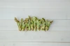 【4月出荷。香りが違う天然物】山菜の王様採れたてたらの芽約200g＋オマケ1種