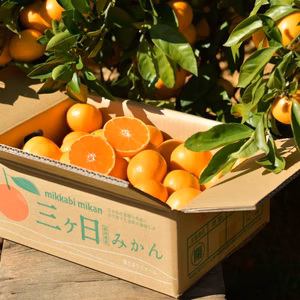 三ヶ日みかん 早生みかん　サイズ指定可