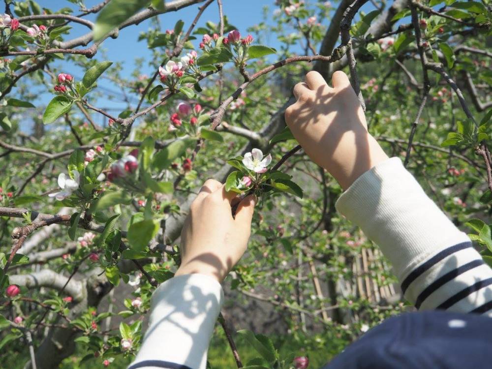 りんご農家のお仕事を会社員に例えてみたら 普通にハードすぎだった件 農家漁師から産地直送の通販 ポケットマルシェ