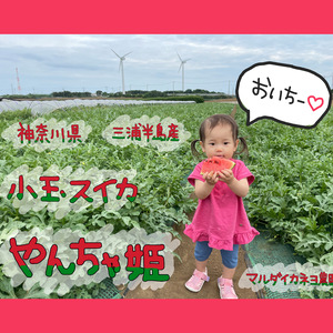 きびしく、あまーく育てました！小玉スイカ やんちゃ姫