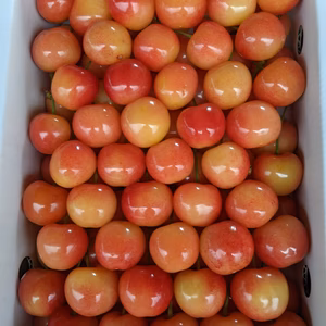 さくらんぼ佐藤錦訳あり