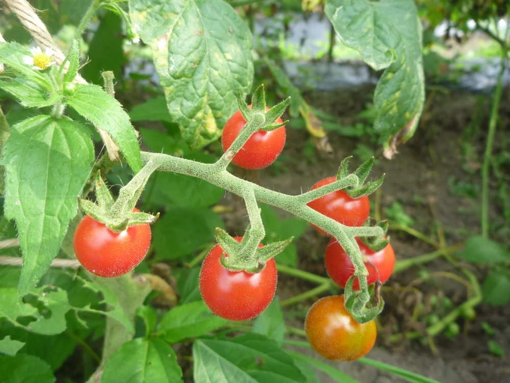 【月2回】大変希少な【自然栽培×固定種】の野菜セット「プレミアム野菜ボックス」