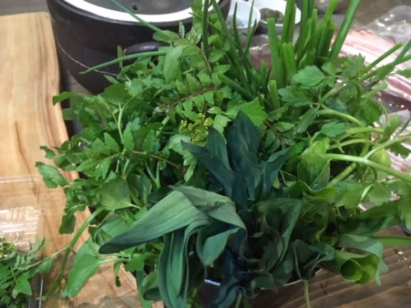 利賀村の山菜セット3種（採れたて山菜、４月下旬より発送）