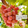 シャイン品種3色ぶどうセット　シャインマスカット＋マイハート＋マスカットノワール