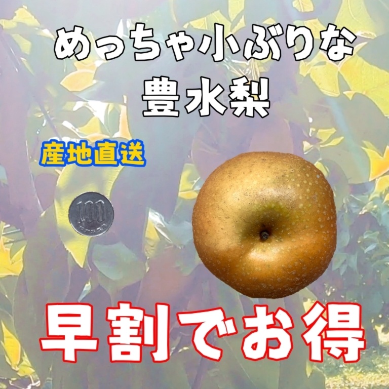 訳あり【本当に小さいサイズ】豊水梨 9月16日ごろから出荷 | 農家漁師から産地直送の通販 ポケットマルシェ 訳あり【本当に小さいサイズ】豊水梨 9月16日ごろから出荷 | 農家漁師から産地直送の通販 ポケットマルシェ