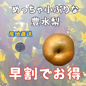 訳ありです　すぐ発送【本当に小さいサイズ】豊水梨　