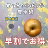 訳ありです　すぐ発送【本当に小さいサイズ】豊水梨　