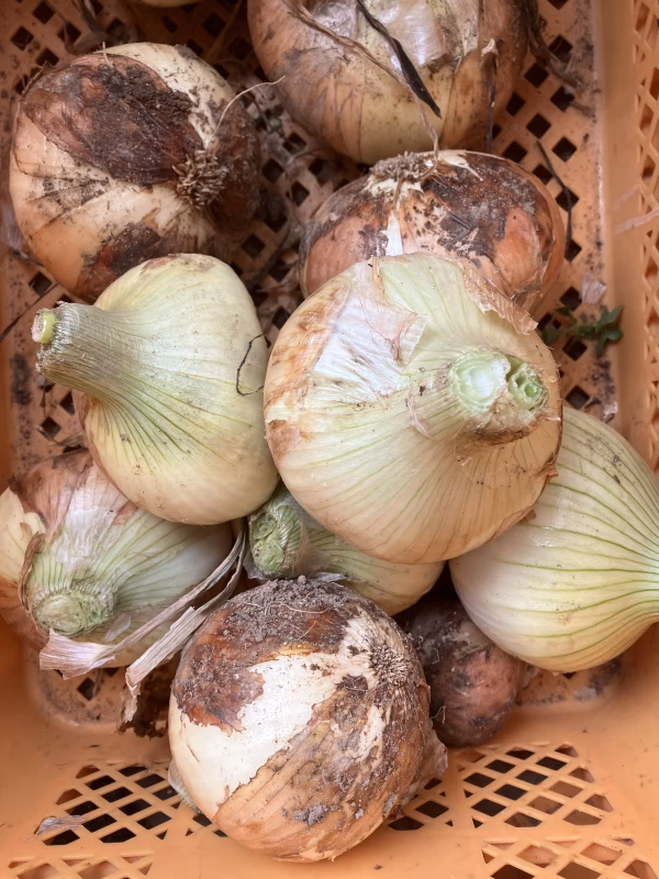 【訳あり】パッチファームの玉ねぎ 5キロ