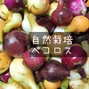 【自然栽培】ペコロス｜プチオニオン 赤＆黄 約1kg★農薬・肥料不使用